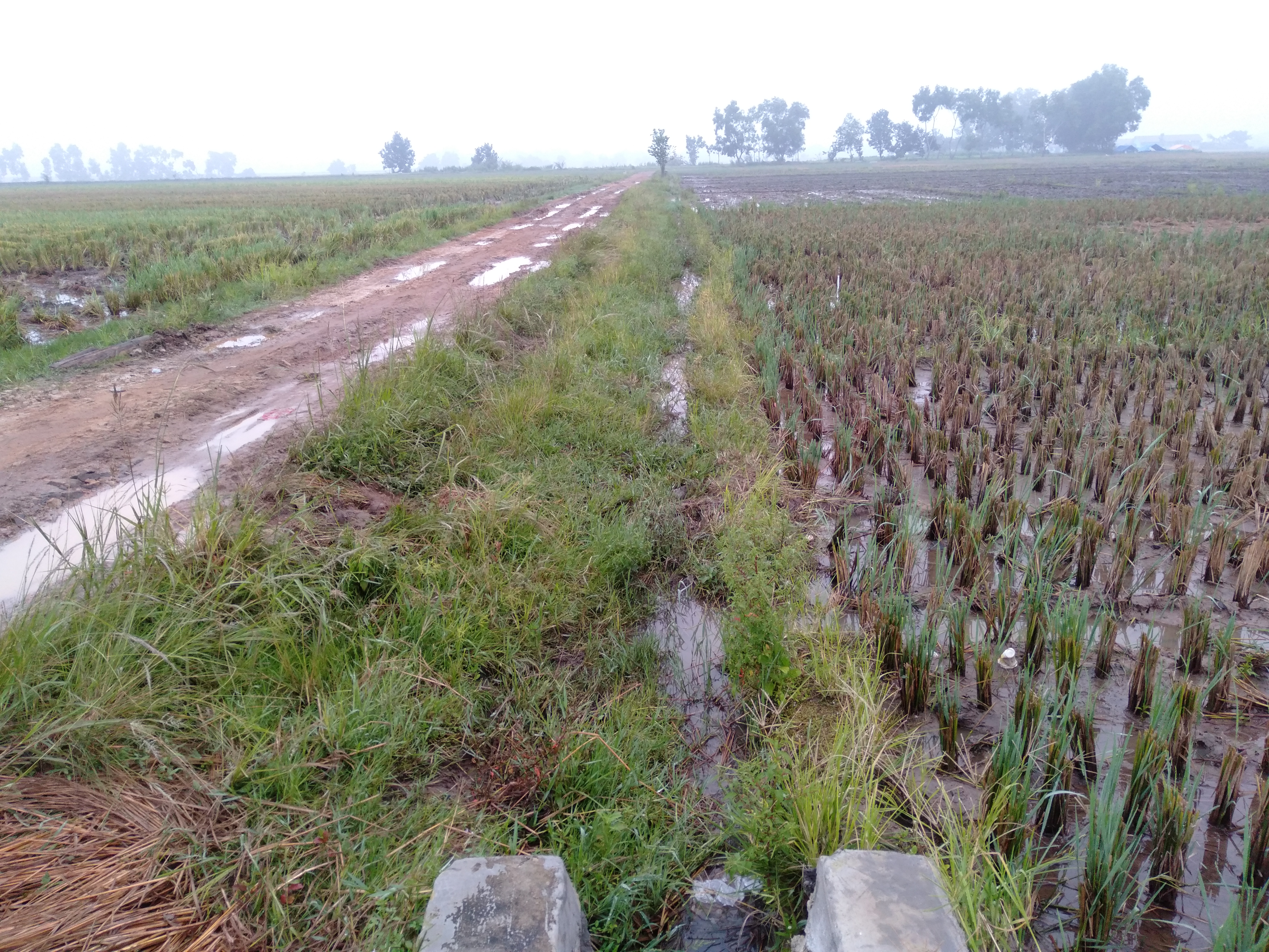 pembangunan-draenase-jalan-usaha-tani-0%
